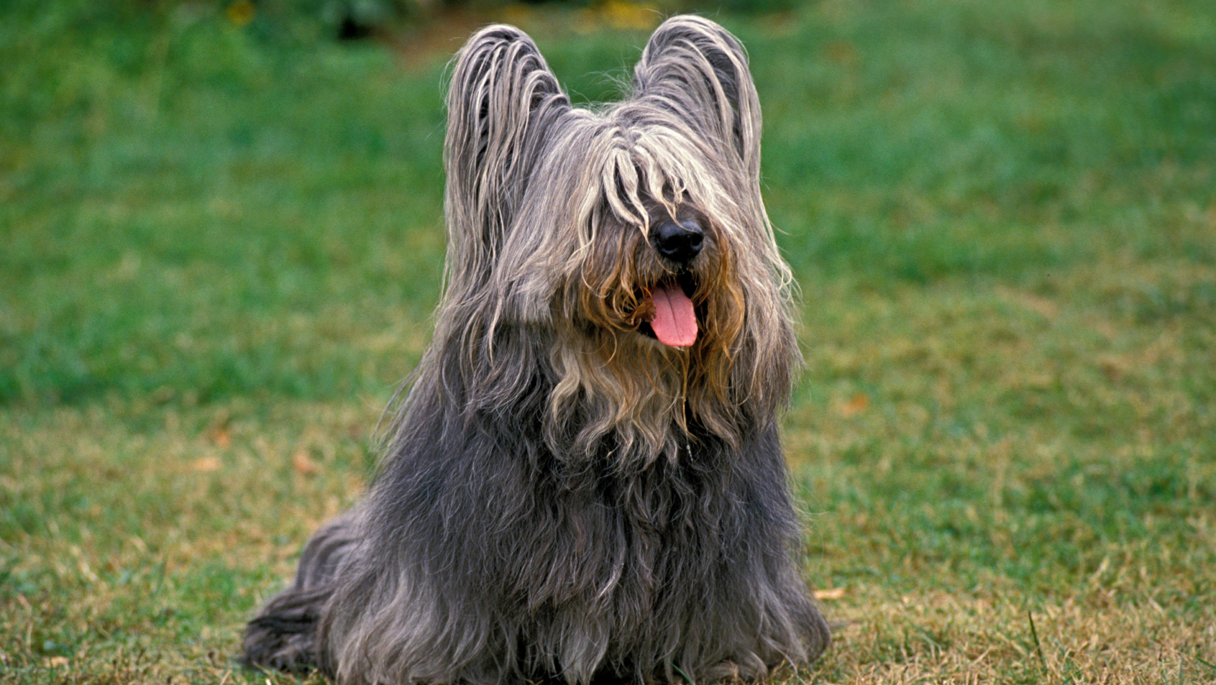 Skye terrier: características y cuidados