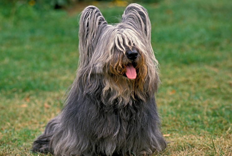 Skye terrier: características y cuidados