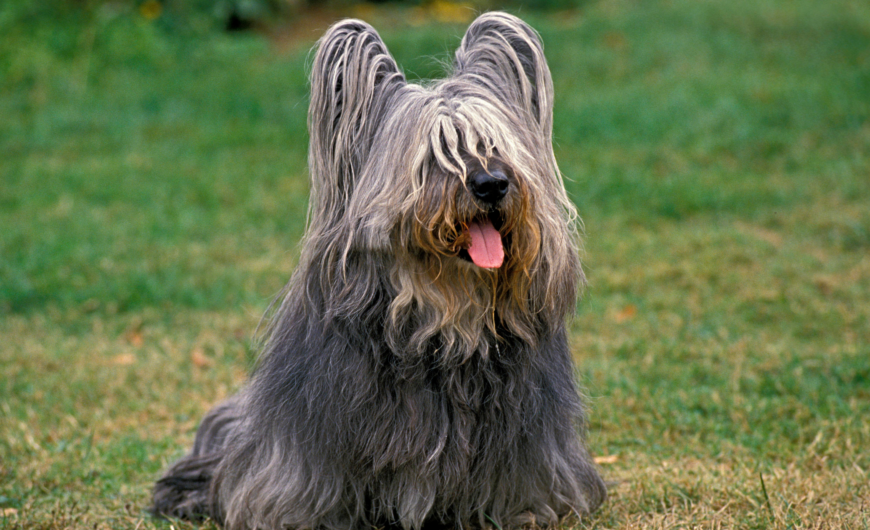 Skye terrier: características y cuidados