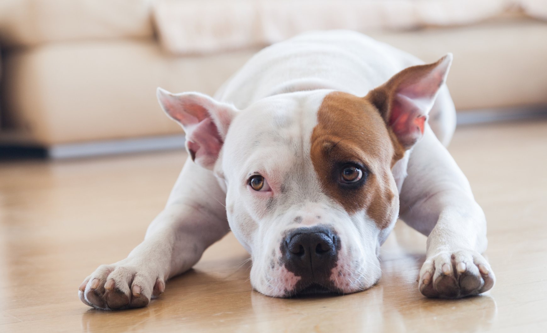 Guarderías caninas en Málaga