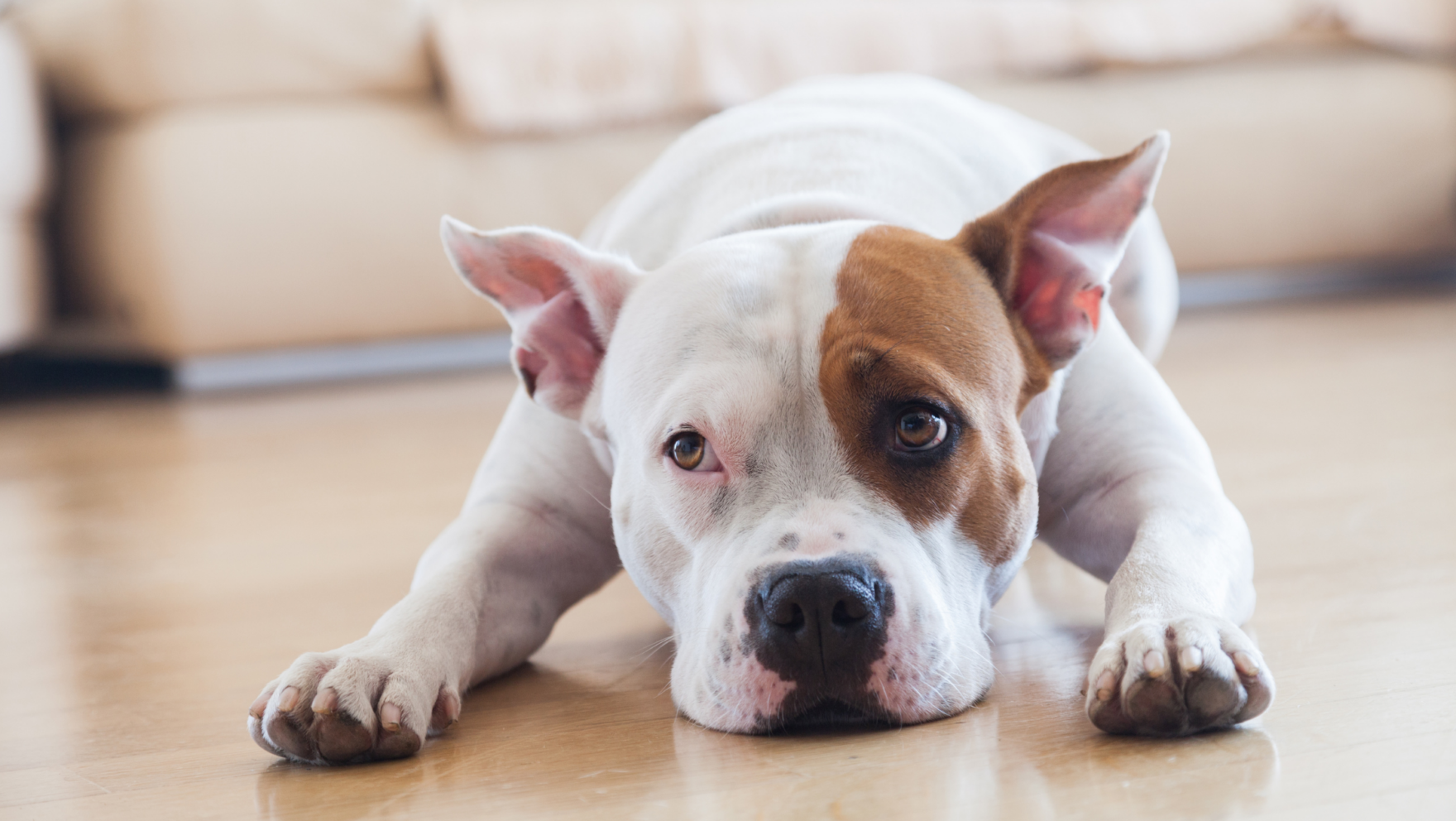 Guarderías caninas en Málaga