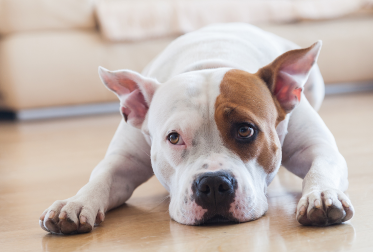 Guarderías caninas en Málaga