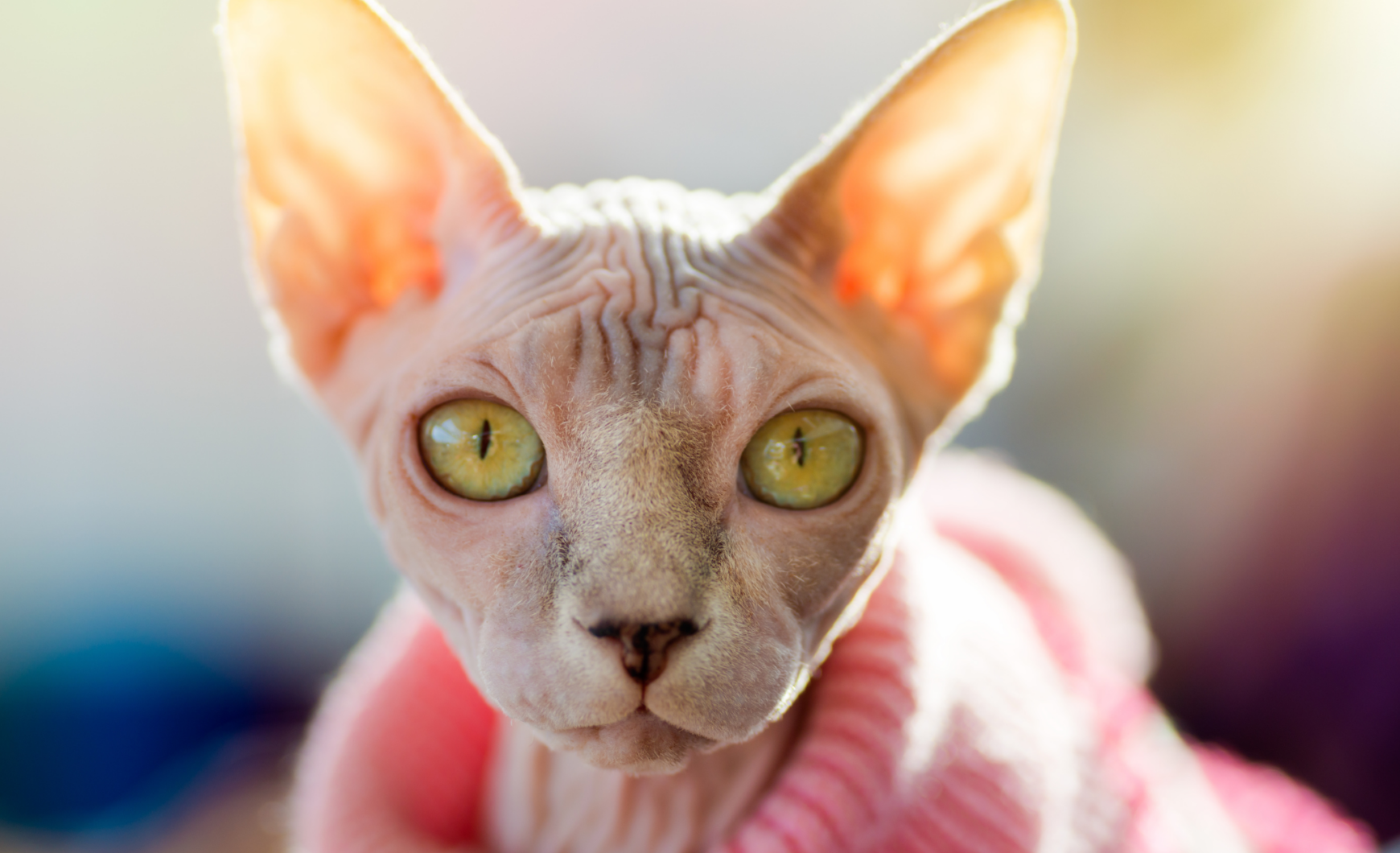 Dónde adoptar un gato sphynx en Barcelona