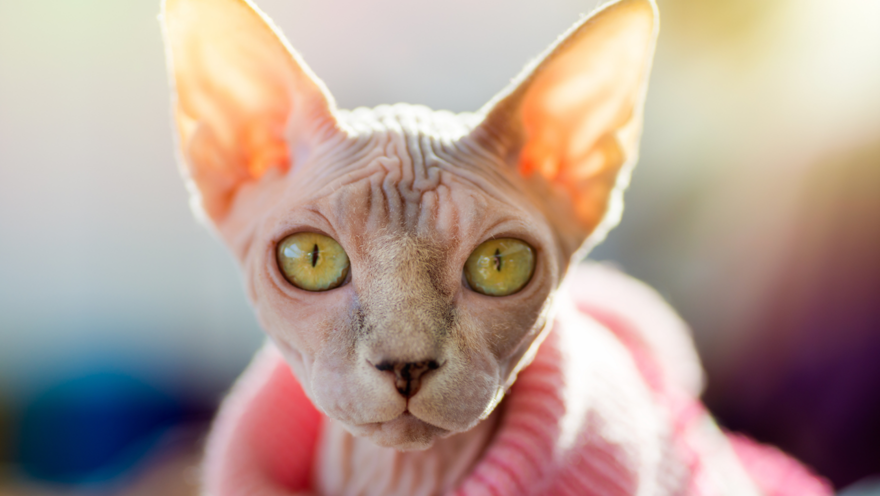 Dónde adoptar un gato sphynx en Barcelona