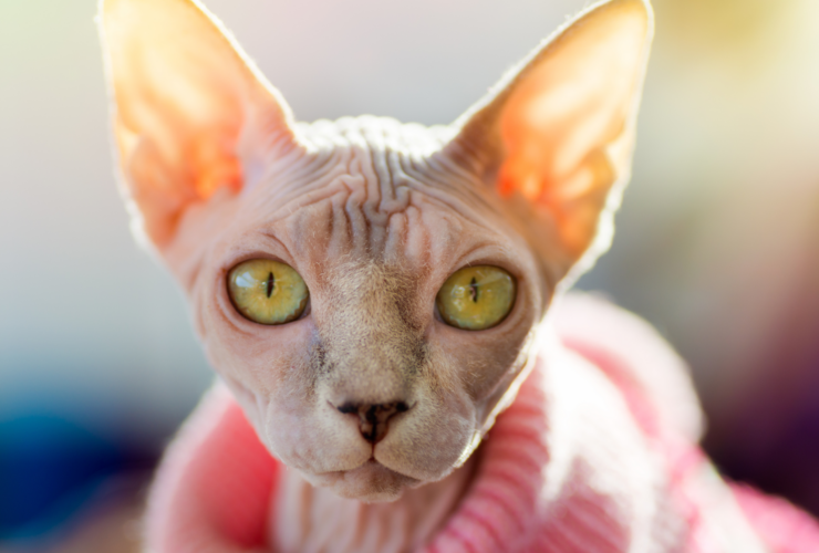 Dónde adoptar un gato sphynx en Barcelona