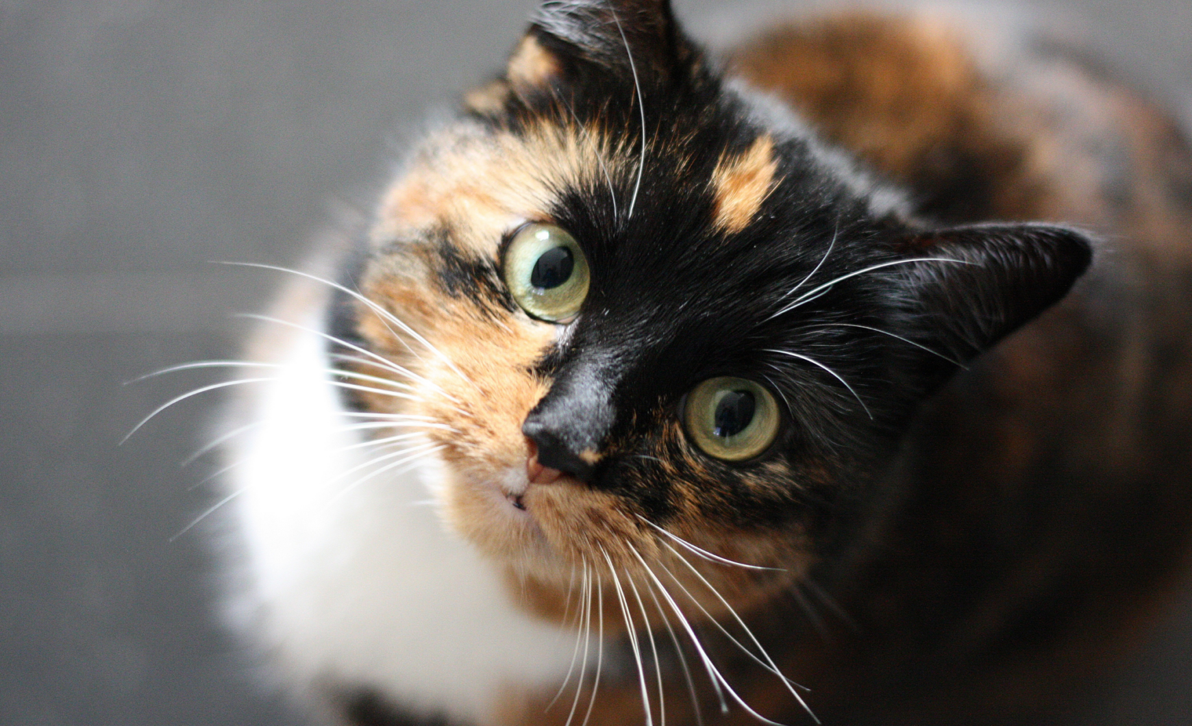 Obesidad en gatos: tipos, causas y qué hacer
