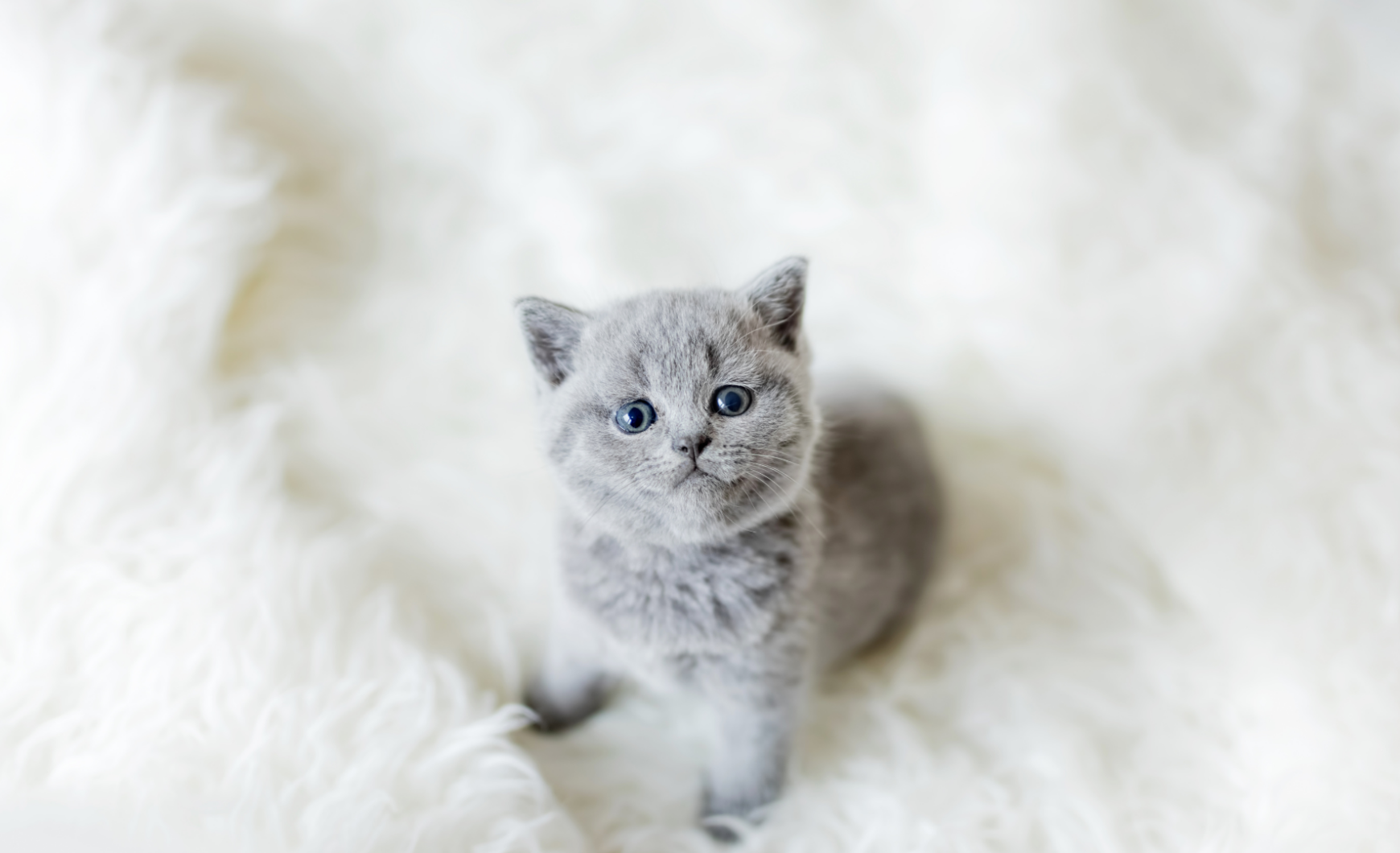 ¿Es obligatorio el chip para gatos en Madrid?