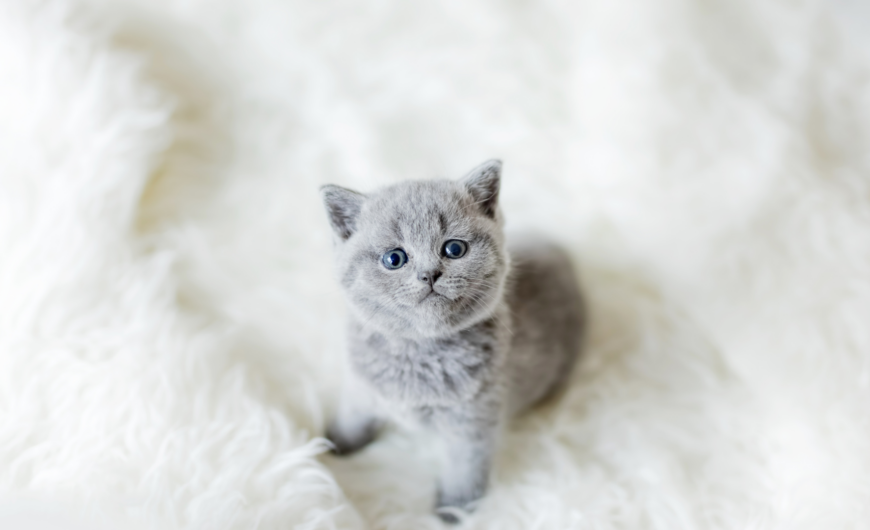 ¿Es obligatorio el chip para gatos en Madrid?