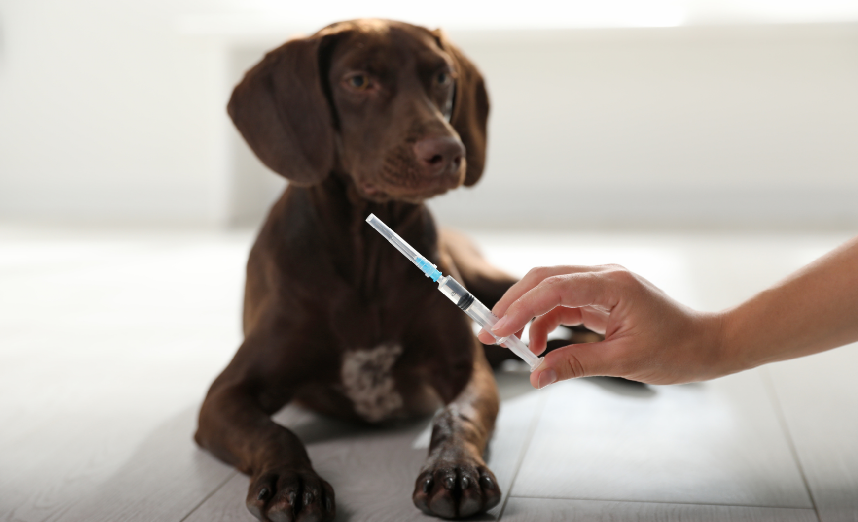 Vacunas obligatorias para perros en Cataluña