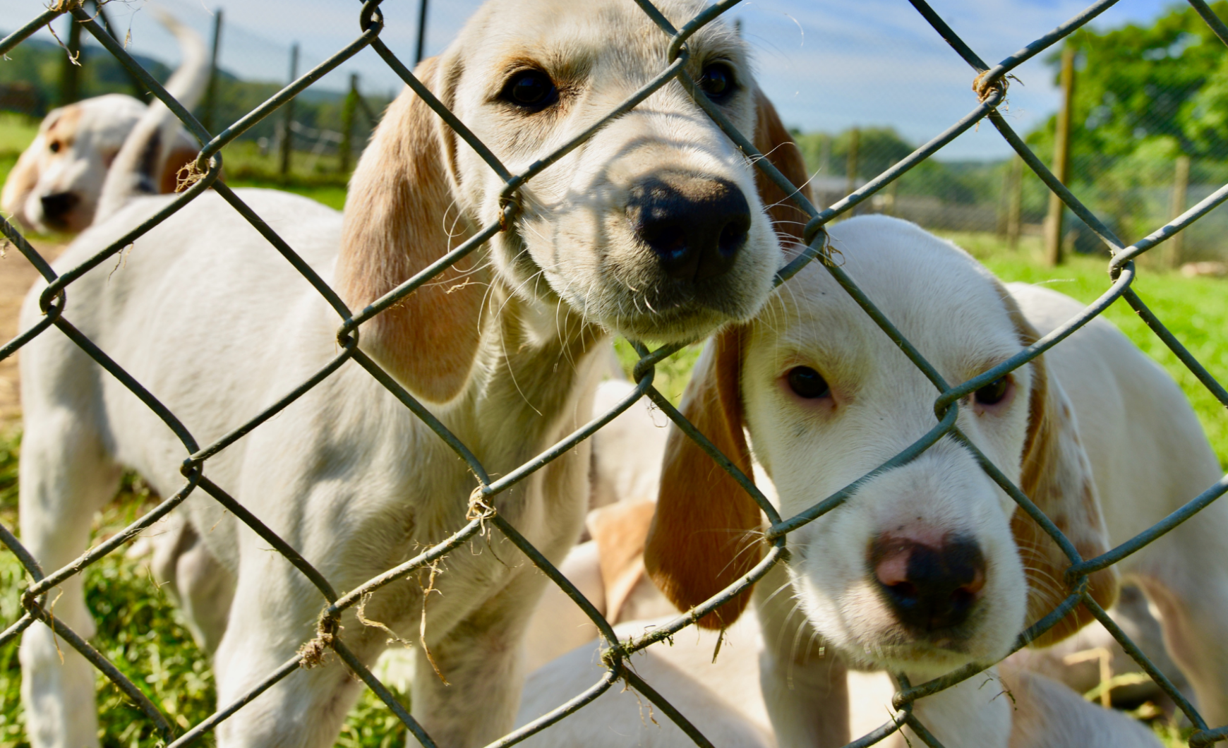 Protectoras de animales en Oviedo