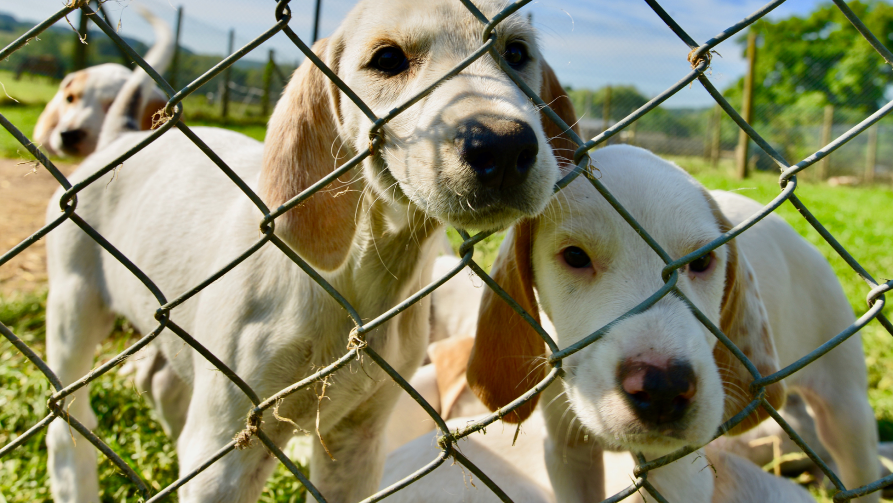 Protectoras de animales en Oviedo