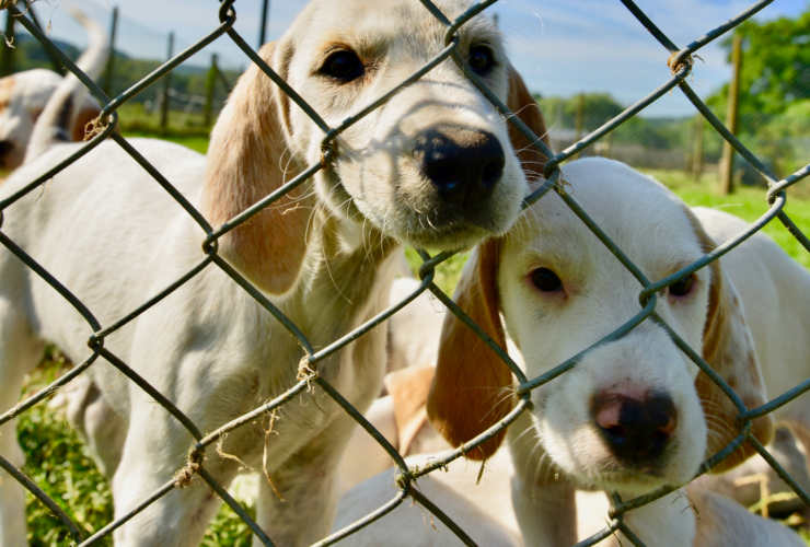 Protectoras de animales en Oviedo