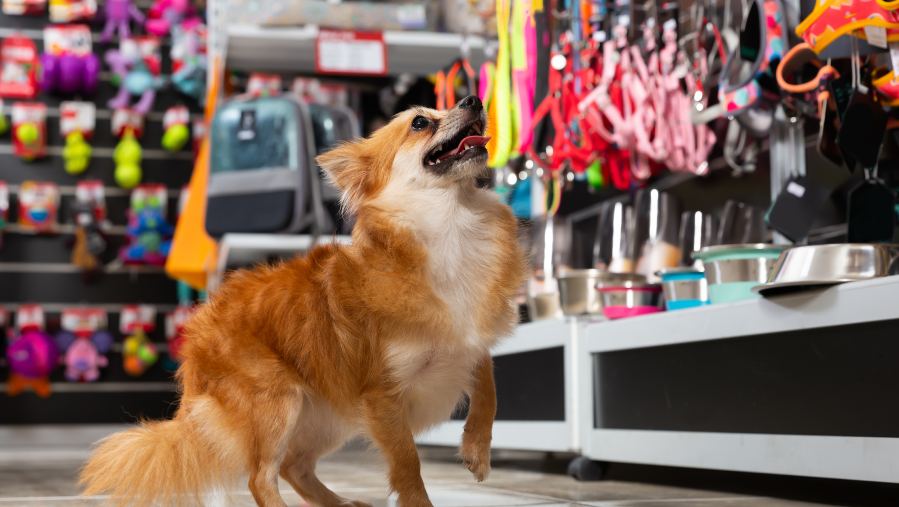 Tiendas para mascotas en Madrid