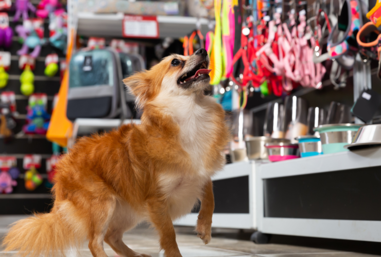 Tiendas para mascotas en Madrid