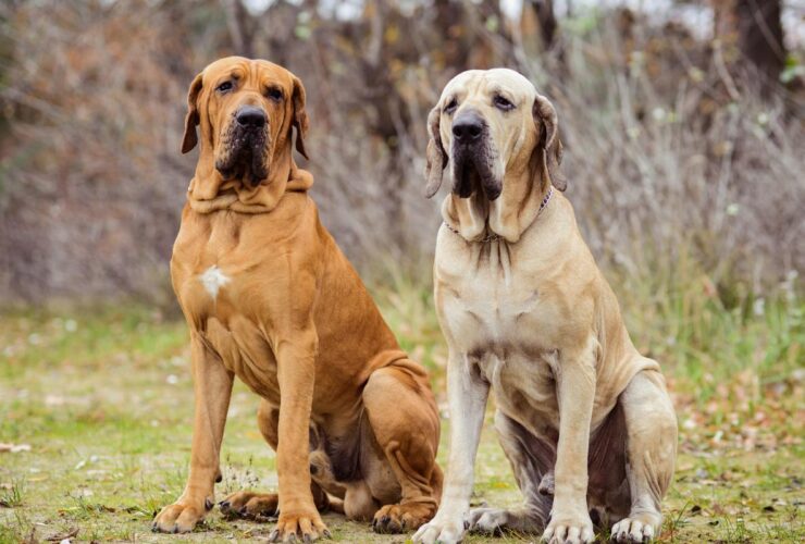 Fila brasileño o mastín brasileño: características y cuidados