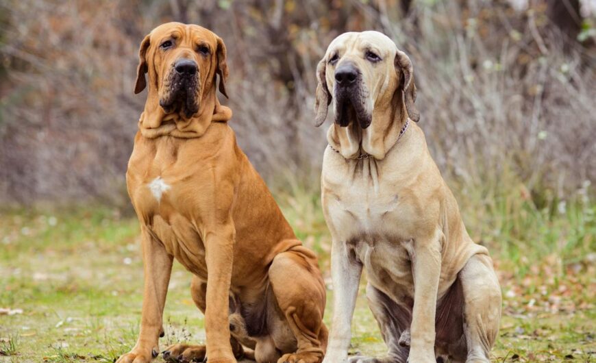 Fila brasileño o mastín brasileño: características y cuidados