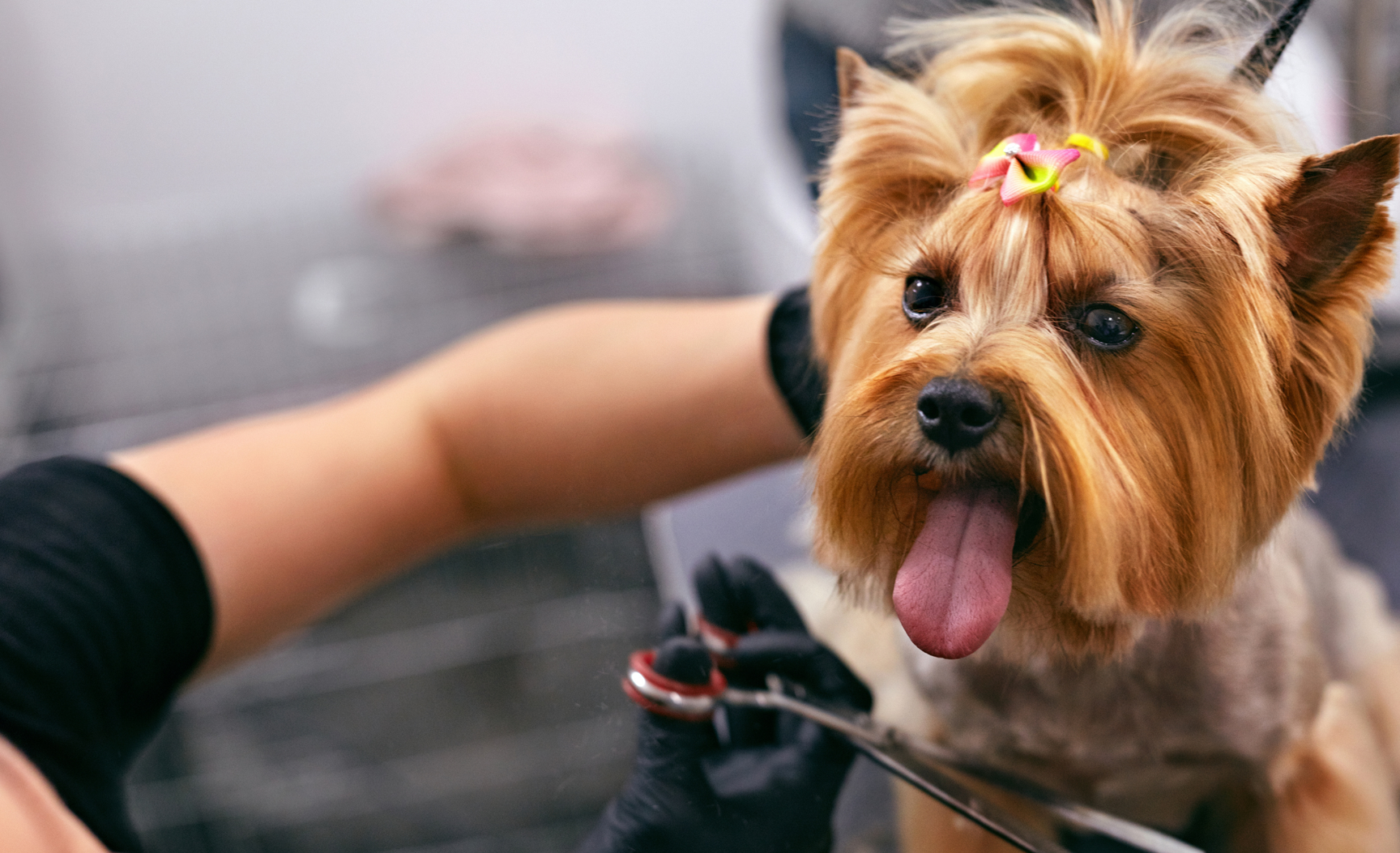 Peluquerías caninas en Málaga