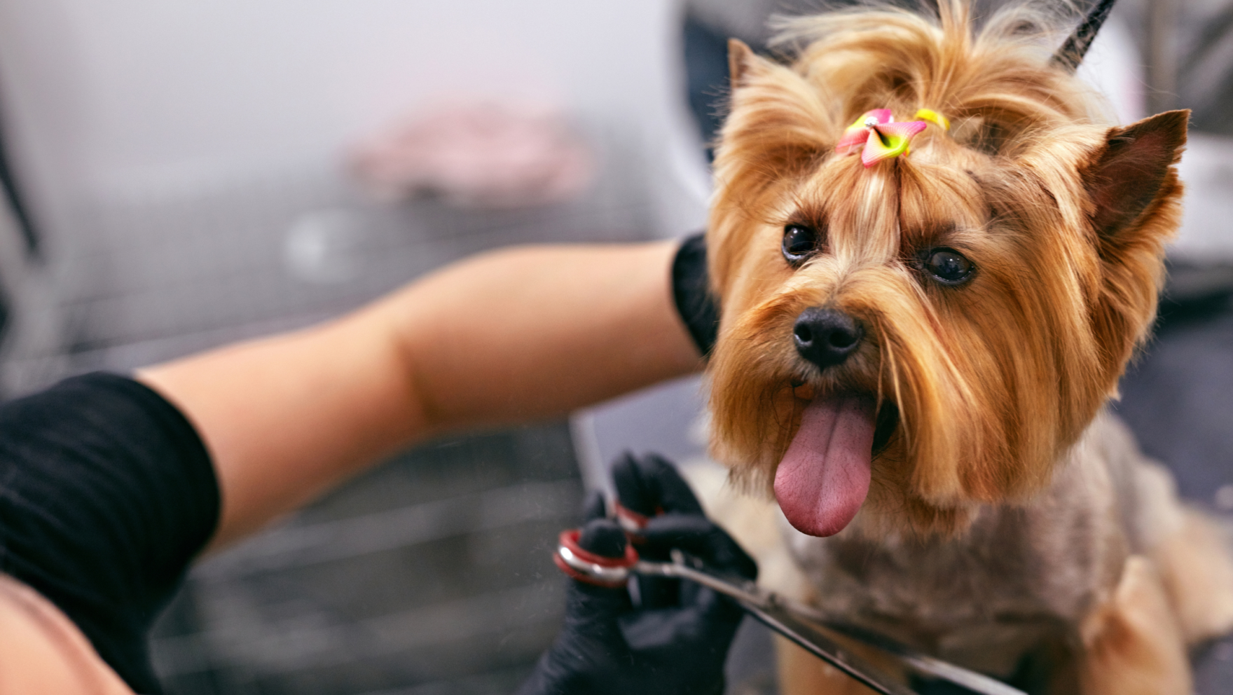 Peluquerías caninas en Málaga