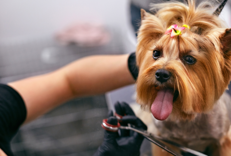 Peluquerías caninas en Málaga