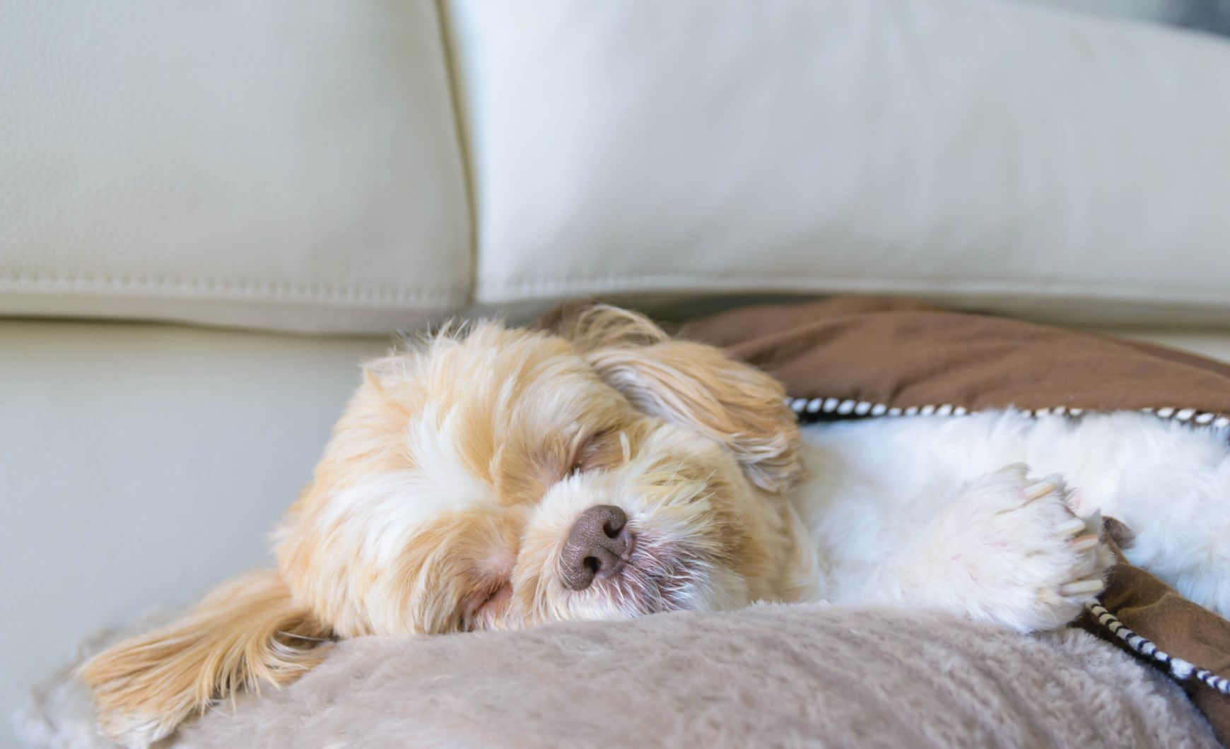 Hoteles y residencias caninas en Madrid