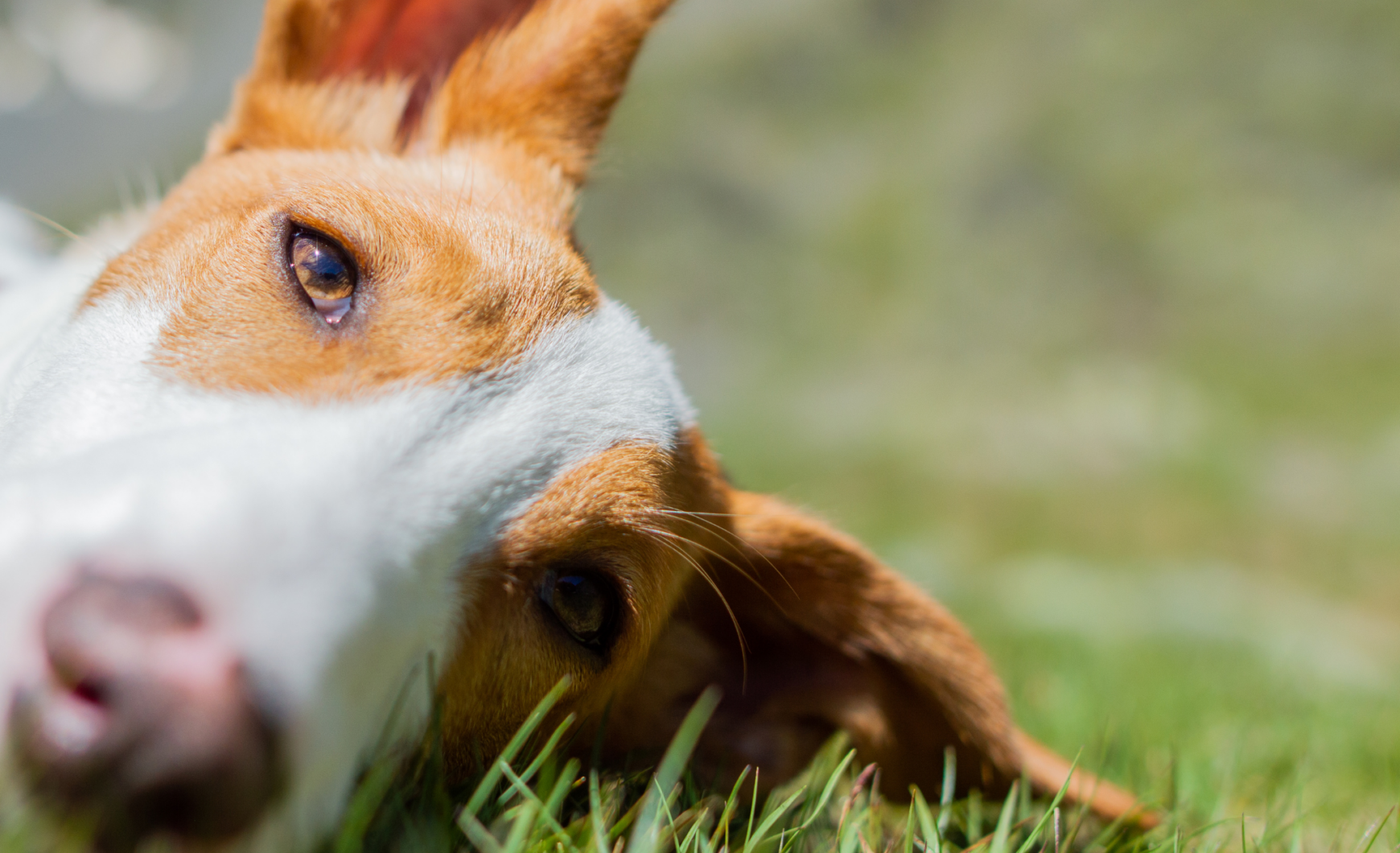 Podencos en adopción en Barcelona: centros y protectoras