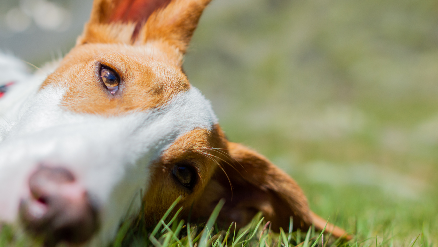 Podencos en adopción en Barcelona: centros y protectoras