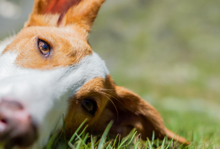 Podencos en adopción en Barcelona: centros y protectoras