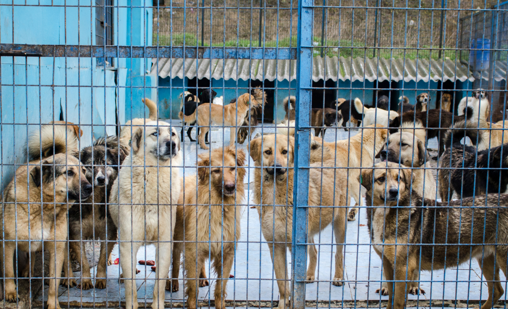 Protectoras de animales en Málaga