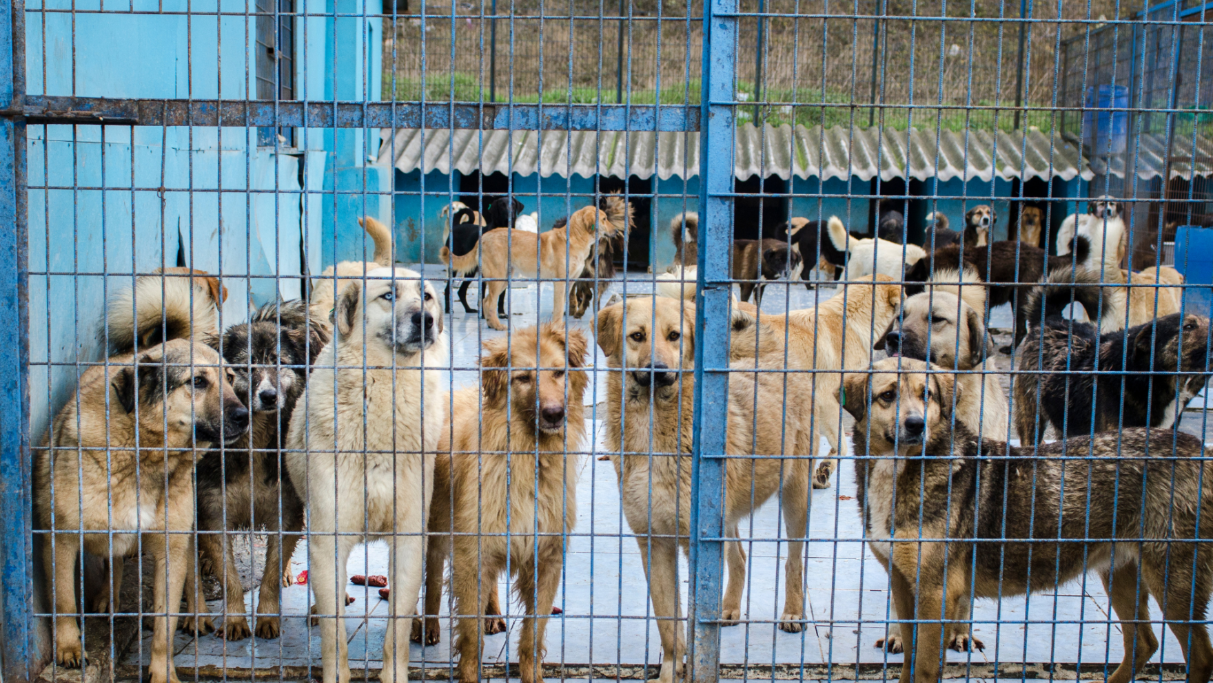 Protectoras de animales en Málaga