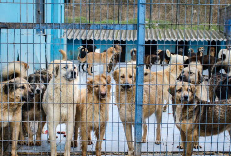 Protectoras de animales en Málaga