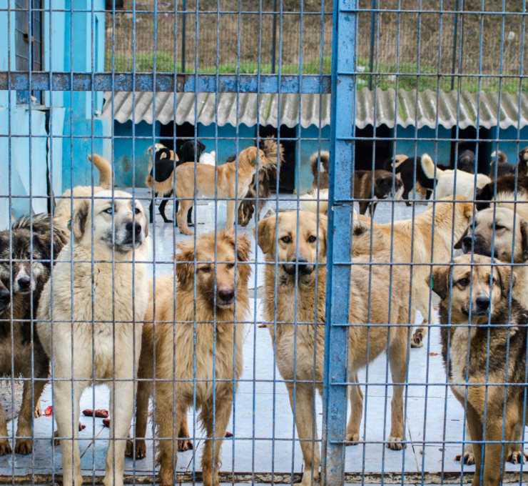 Protectoras de animales en Málaga