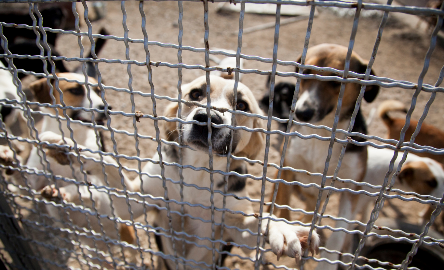 Cómo y dónde adoptar un perro en Mataró