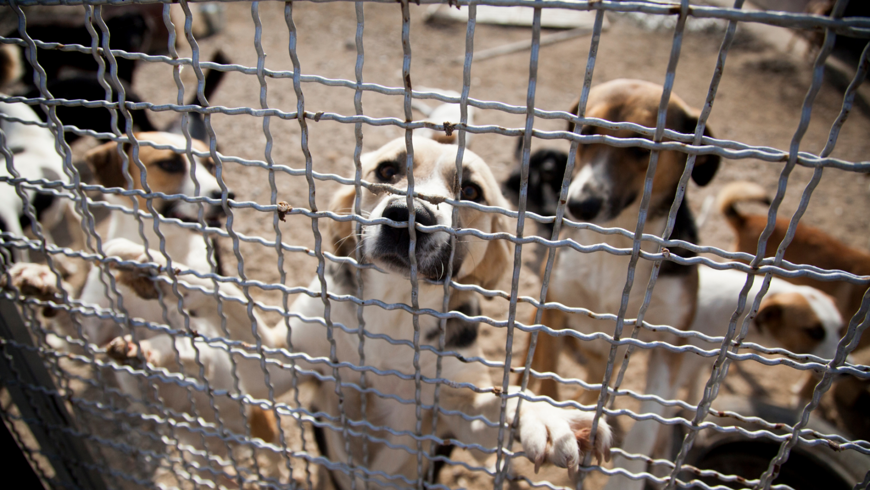 Cómo y dónde adoptar un perro en Mataró