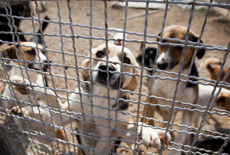 Cómo y dónde adoptar un perro en Mataró