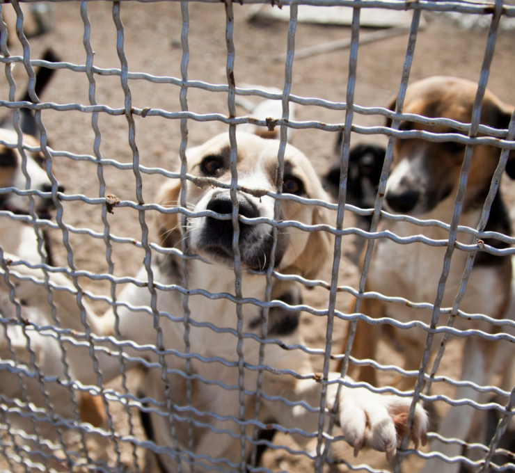 Cómo y dónde adoptar un perro en Mataró