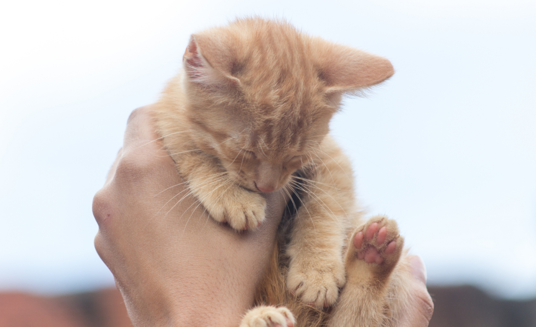 Cómo y dónde adoptar un gato en Madrid
