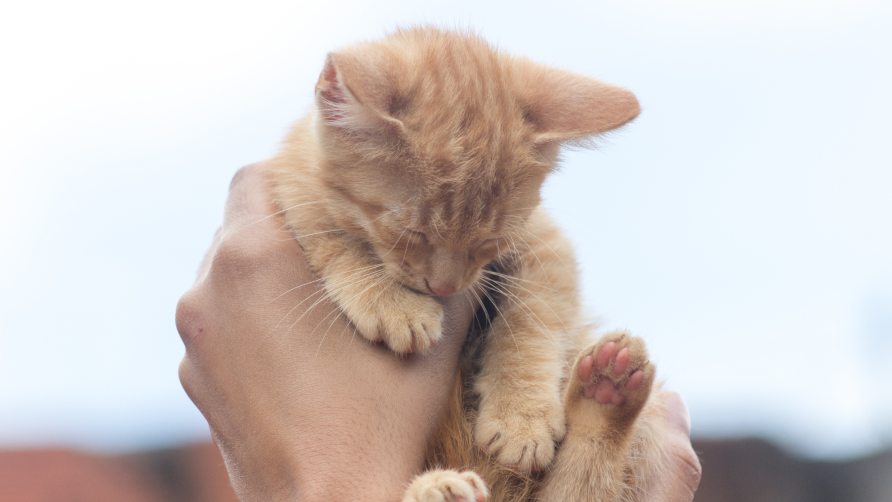 Cómo y dónde adoptar un gato en Madrid