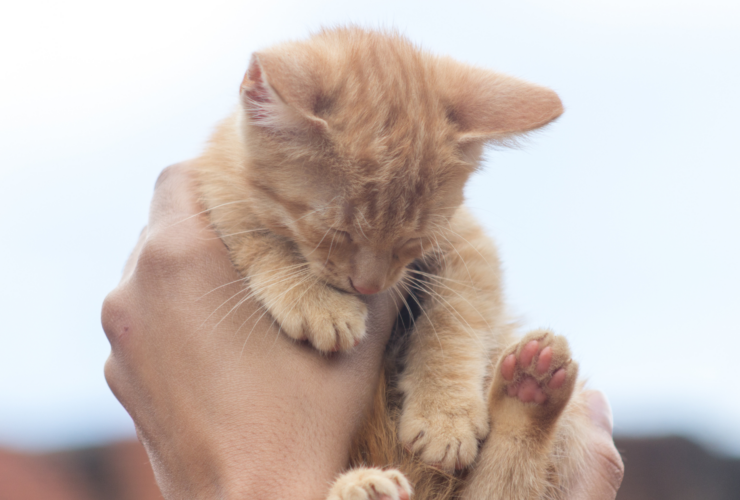 Cómo y dónde adoptar un gato en Madrid