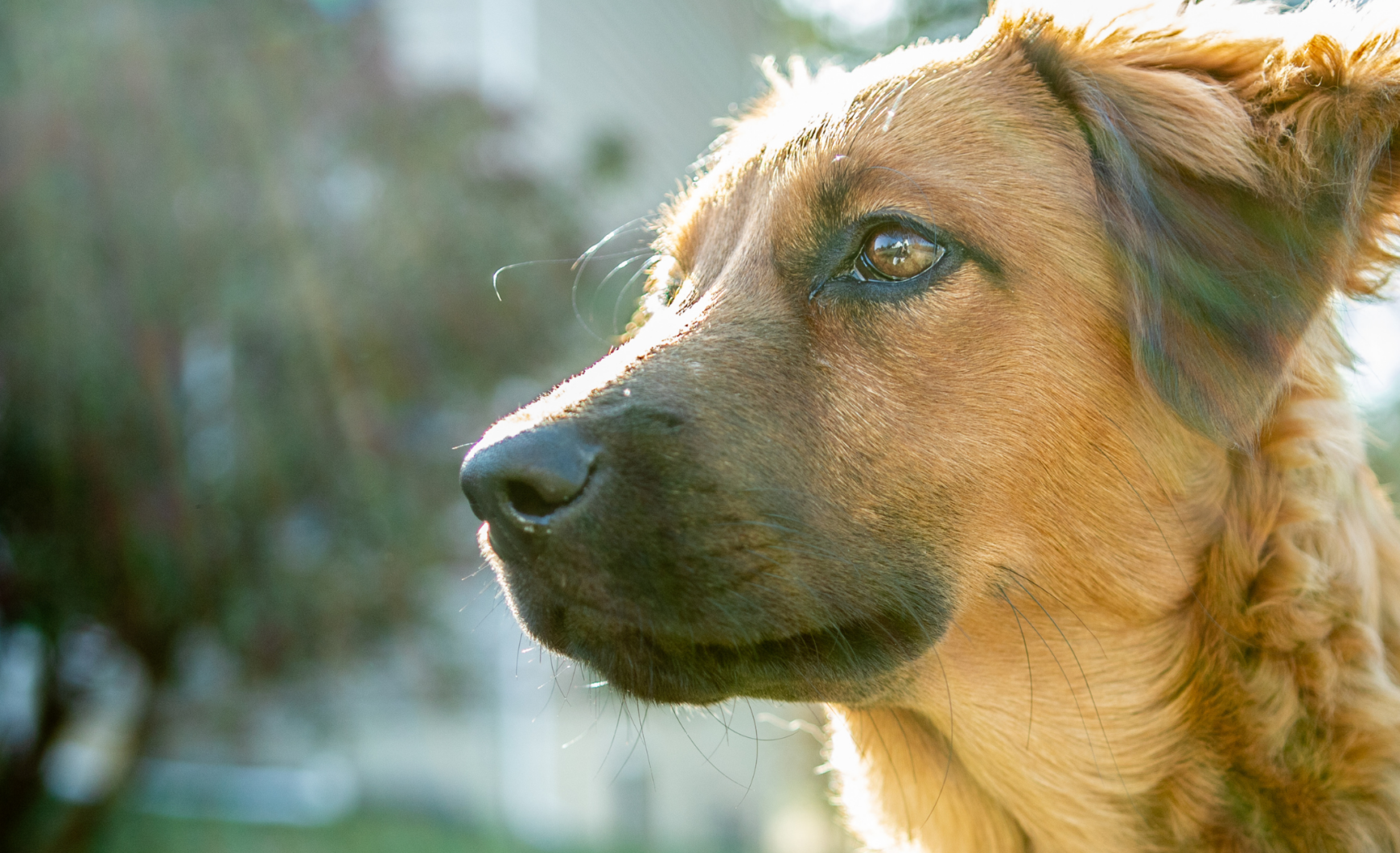 Cómo y dónde adoptar perros en Asturias