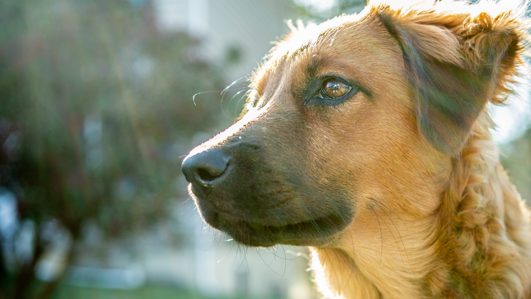 Cómo y dónde adoptar perros en Asturias