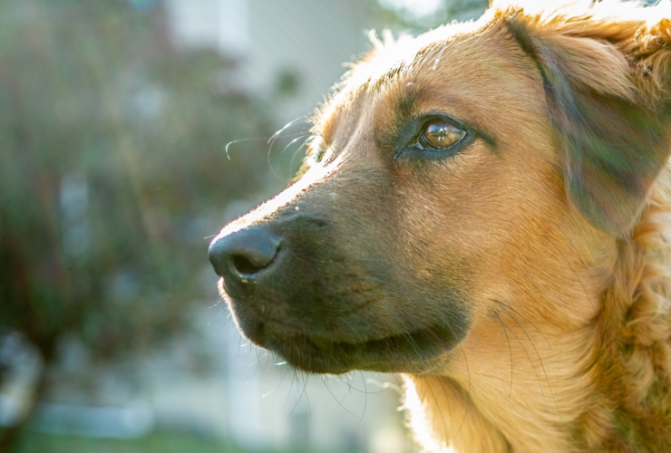 Cómo y dónde adoptar perros en Asturias