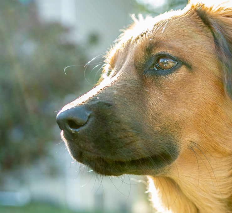 Cómo y dónde adoptar perros en Asturias