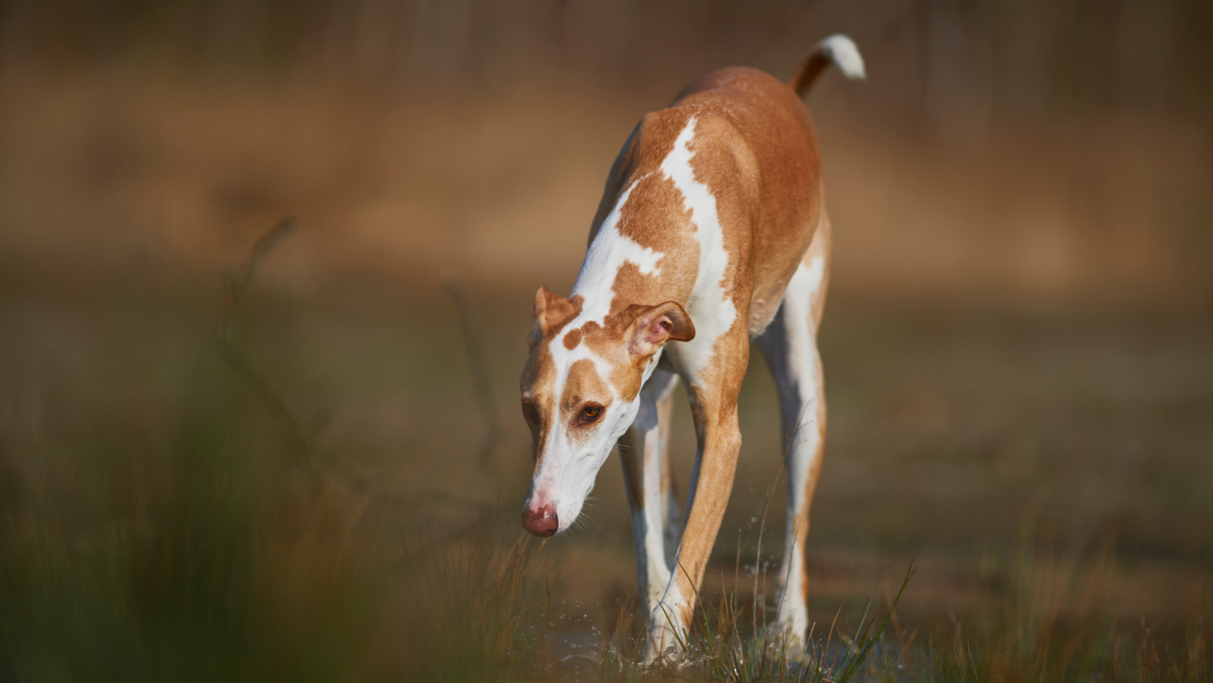 Galgos en adopción en Madrid: lista completa