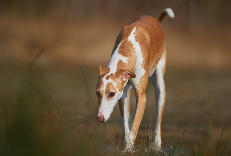 Galgos en adopción en Madrid: lista completa