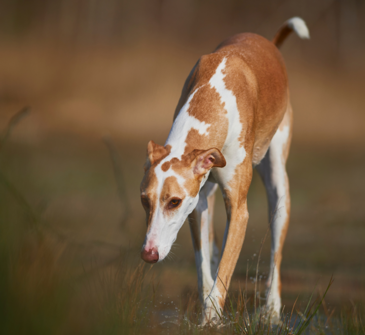 Galgos en adopción en Madrid: lista completa