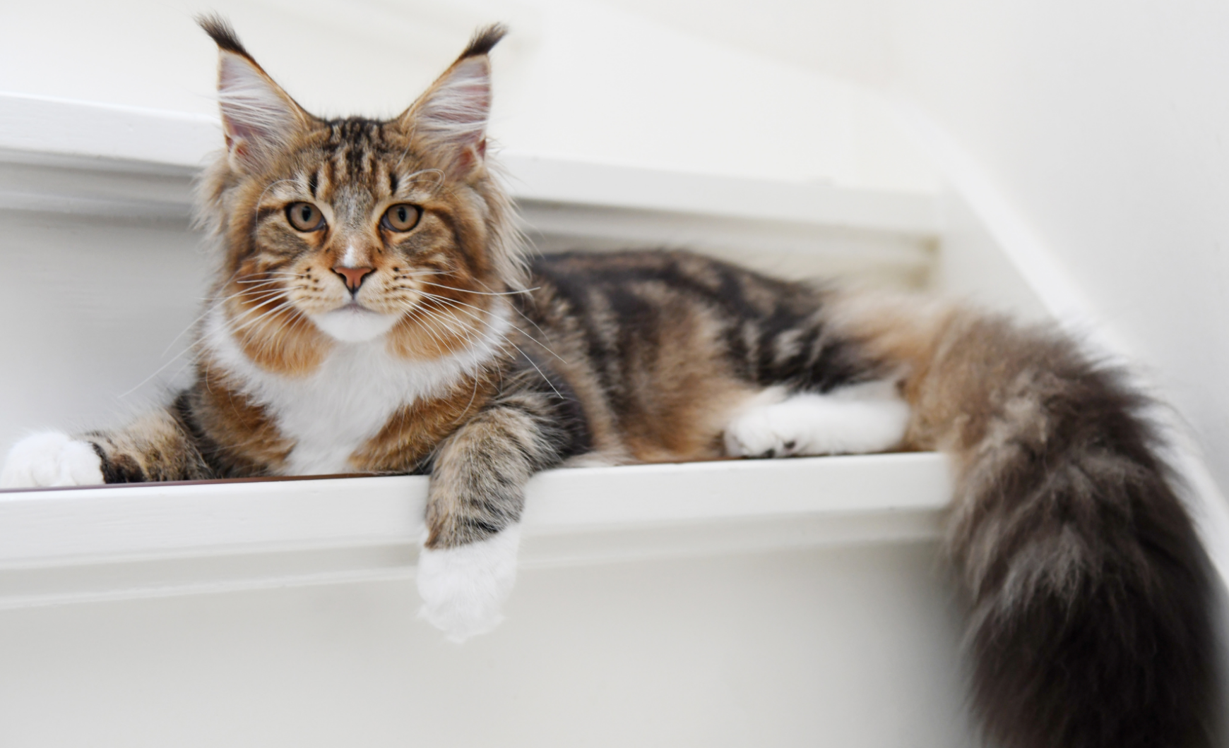 Vacunas obligatorias para gatos en Galicia