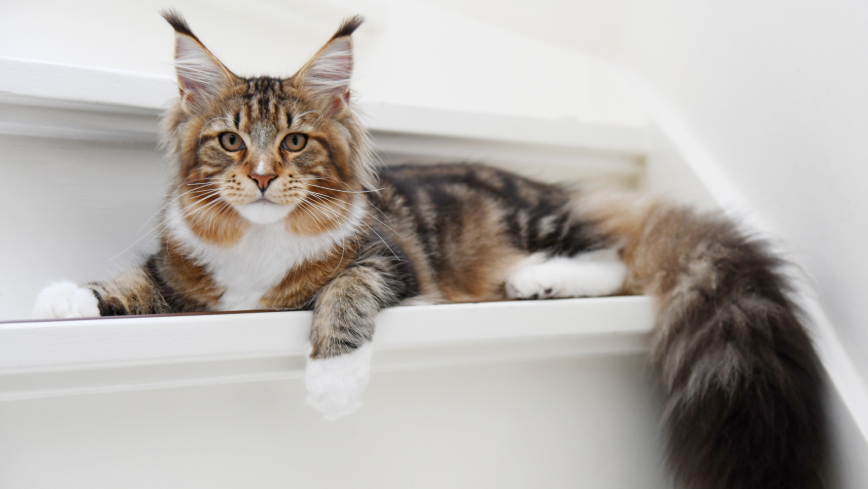 Vacunas obligatorias para gatos en Galicia