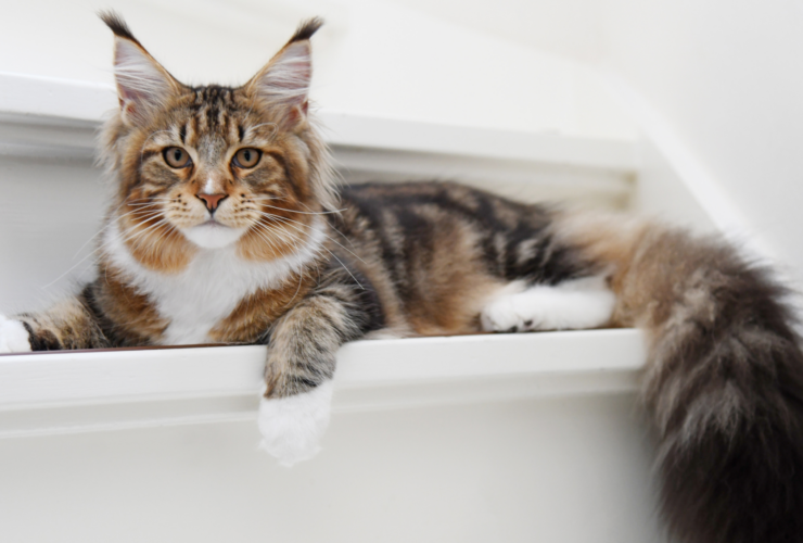 Vacunas obligatorias para gatos en Galicia