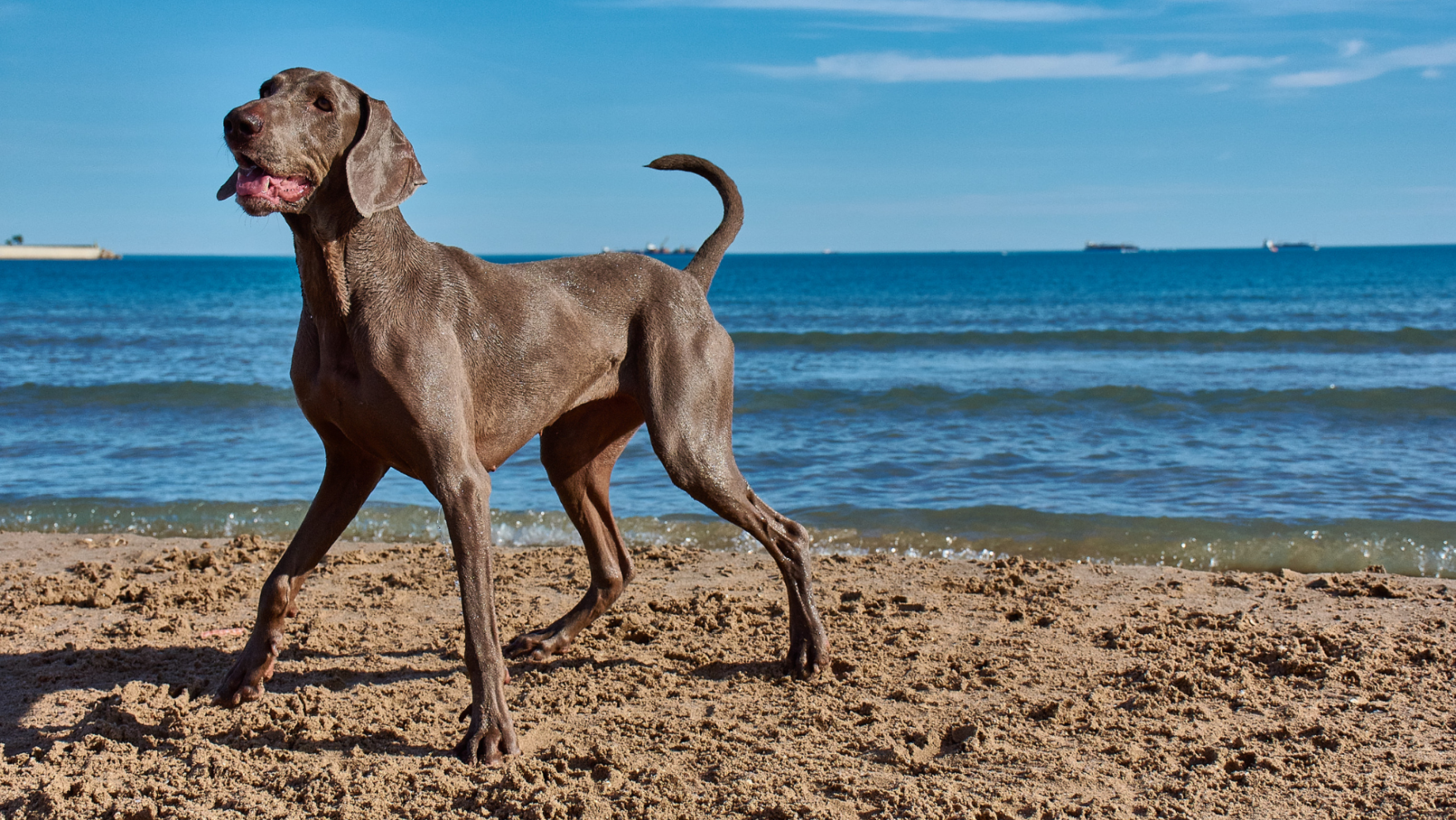 Playas para perros en Málaga