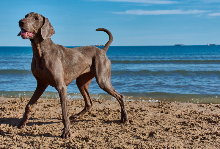 Playas para perros en Málaga